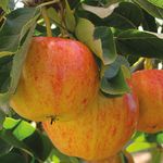 Thompson & Morgan Potted Mini Fruit Tree Apple, Ideal for Small Gardens & Patios, Heavy Cropping, Delicious Edible Fruit, Low Maintenance, 1 x Malus (Apple) Gala Plant in a 9cm Pot