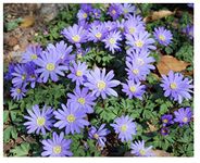 20x Anemone Blanda Blue Shades Bulbs Early Spring Flowering Summer Daisy Type Flowers Grecian Windflower Garden Perennials Size 5/6