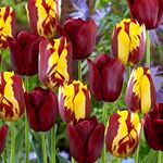 FernsFly® IMP. Tulip Charming Flower Bulbs Winter Flower Home Pot/Land Gardening Bulbs planting Blooming (Pack of 1 Perfect Match Mix Tulip)