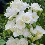 Freesia Bulbs Flower Bulbs for Planting - Large Healthy Bulk bareroots (10 bareroots,White)