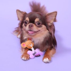 PET LONDON Chihuahua Character Tiny Dog Toy Bailey - Teacup Breed Plush Squeaky Dog Toy for Chihuahuas Puppy & Adults