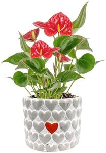 Costa Farms Anthurium Live Plant, Indoor Houseplant with Blooming Flowers, Potted in Cute Decor Plant Pot, Gift for New House, Birthday, Anniversary, Housewarming, Room Decor, 10-12 Inches Tall