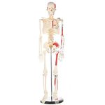 Human Skeleton Model for Anatomy Mini Human Skeleton Model with Metal Stand - 33.4 Inches Tall with Removable Arms and Legs Scientific Study Painted and Numbered Muscle Insertion and Origin Points