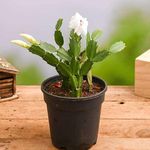 Mphmi Christmas Cactus, Schlumbergera - Succulent Plant Crab Cactus Live Plant with Pot