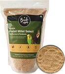 The Birds Company Foxtail Millet (Kangni), Bird Food for All Life Stages Canary, Finches, Waxbills, Budgies, Lovebirds, Cockatiels, Parrots & Parakeets, 450 g