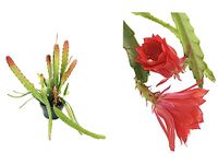 Epiphyllum Ackermannii Orchid Cactus plant – Exotic Beauty for Your Home Garden – Vibrant Blooms in 12cm pot