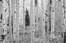 12' W x 8' H (144" X 96") Wall Art Mural Photo of Black & White Aspen Birch Forest Elk Mountain Colorado HD DIY 3D Removable Reusable Murals pre-pasted self Adhesive Wallpaper