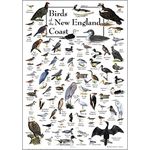 Earth Sky & Water Poster - Birds of New England Coast