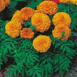 SEEDERRA Marigold flower seeds yellow and orange, Yellow and orange marigold flower seeds, 95% germ... marigold seeds (Pack Of 100 seeds)