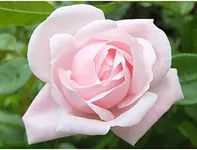 Unknown Ma Cherie Roses - New Dawn 