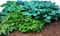 Easy to Grow Hosta 'Bumper Crop Mix