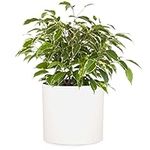 Fox & Fern Plant Pot, Plant Pots 10