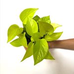 LITTLE JUNGLE Neon Pothos - Healthy Live Plants With White Pot | Indoor Plants For living Room | Gifting Plants | Garden | Balcony | Best Air purifying Plant | Money plant | Home Décor & Office desk