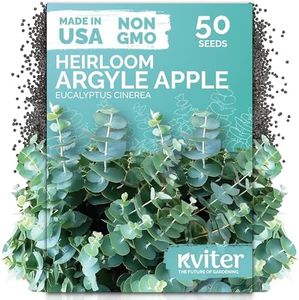 KVITER 50 Argyle Apple Eucalyptus Seeds (Eucalyptus Cinerea) - Silver Dollar, Evergreen Garden Decor, Fragrant Foliage, Non GMO Seed - Tree Seeds in Seed Packets for Outdoors, Suitable for Containers