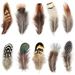 Feathers