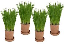 Organic Pet Grass (Grow your own kits) By Cat FurNature