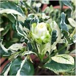 Florona Rare Gardenia jasminoides variegated cape jasmine, Gandharaja flower Plant 1 Live Plant On Poly Bag