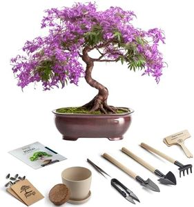 Bonsai Sta