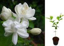 VGR Gardens® Adukku Malli Jasmine | 3 Layer Gundu Malli Jasmine | live plant | White Jasmine | Double Layer Jamine Plant | Aduku Malligai Poo | Butt Mogra | Chameli | Indoor Outdoor Plant With Pot