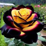 Rainbow rose plant, Multi-Colour Hybrid Grafted Climbing Rose, Hot Climate Garden Plant Pack of 1 Live plant
