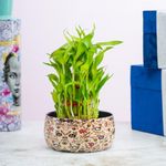 Floral Boutique 3 Layer Lucky Bamboo Plant with Metal Plant Pot, Live Indoor Plants for Living Room, Plant Stand for Balcony, Stylish Pots for Indoor Plants and Décor