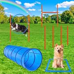 Agility Course Dogs