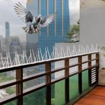 Amazon Brand - Solimo Bird and Pigeon Control Spikes | Weather Resistant | 13 in x 1 in x 3.7 in | Maintenance-Free (7 Pcs)