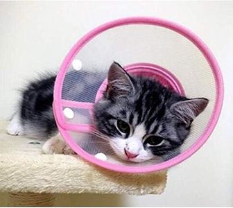 Pets Empir