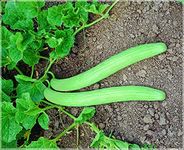 Golden Hills Farm High Yield Cucumber Kakri Seeds - Long Melon 150+ seeds