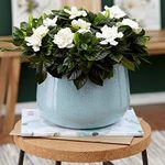 GardenersDream Gardenia Jasminoides Plant in Pot - Live Fragrant Indoor Flowering Plants - Evergreen Jasmine House Plants for Home Decor - Great Gifts for Plant Lovers (15-25cm, incl. 9cm Pot)