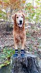 Bark Brite All Weather Neoprene Paw Protector Dog Boots With Reflective Straps- (Lg (3.5 In.)) Travel Zipper Case Included