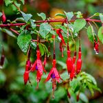 Hardy Fuchsia 'Fuchsia Riccartonii' in 1.5L Pot, Stunning Flowering Shrub 3fatpigs®