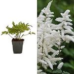 Astilbe Plants in 1L Pots - Mixed Varieties - Ideal for Borders and Planters - Can Be Used As A Cut Flower (Visions in White)