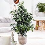 Weeping Fig Large Indoor House Plant Real Ficus Danielle Evergreen Tall Plants (100-120cm incl. Pot)