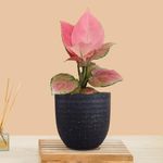 Greenkin Aglaonema Pink Anjamani Live Plant in Eco Pot | Indoor Plants for Living Room | Small Plants for Home Decor | Air purifying Indoor Plants (Black)