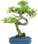 Chinese Elm, Bonsai, 7 Years - Without Drip Tray