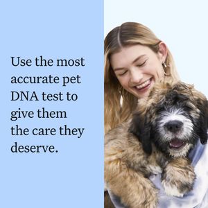 Wisdom Panel Dog DNA Test Kit – Breed & Health Insights