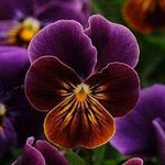 Winter Bedding Plants - Viola 'Antique Shades' - 20 x Full Plant Pack - Winter Violas Ready to Plant - Winter Flowering Plants - Viola Plants - Outdoor Garden Ready Plants - Premium Quality Plants