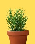 GrowHeaven Premium Rosemary Live Plant - Exotic, Aromatic, Organic, Medicinal Herb for Outdoor Garden and Balcony - Includes 4 Inch Pot - Herbal for Indoor/Outdoor Use Hair Growth (Pack of 1)"