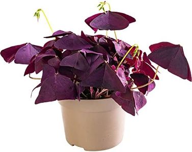 Oxalis Fal