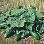 Cucumber spacemaster Bush 15 Seeds