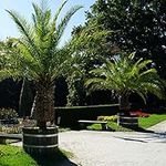 Pair of Phoenix Palm Canariensis Exotic Outdoor Plants Drought Tolerant Evergreen Palm Tree Canary Island Date Baring Tropical Spiked Foliage 2X Palms in 1.5L Pots by Thompson & Morgan