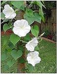 White Moonflower Vine Seeds - Climb