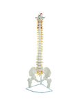 Labzio - Life Size Flexible Spinal Column with Femur Heads, Showing Spinal Nerves and Occipital Plate, Medical Anatomical Model, Perfect for Orthopedics, Ideal for Doctors