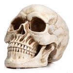 READAEER Life Size Skeleton Replica Realistic Human Skull Head Bone Model (Normal)