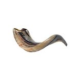 KOSHER ODORLESS POLISHED SHOFAR | Natural Rams Horn | Includes Velvet like Drawstring Bag and Shofar Blowing Guide | Medium Size (12”-14”)