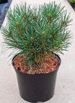 Fertilizer For Pine Trees