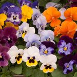 Viola Autumn Select Mix | Vibrant Garden Ready Bedding Plants for Pots Containers (10 Pack)