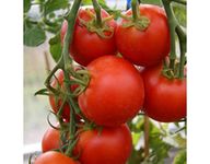 Heritage Heirloom SUB Arctic Plenty Cool Climate RED Salad Tomato Seeds. Certified French Organic Grower