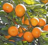 Healthy Vibe With Green Orange All Time Variety Fruit Live Plants & Tree Citrus Orange Fruit Plant Bonsai Sweet Orange Fruit Plant (Orange Fruit Plant)